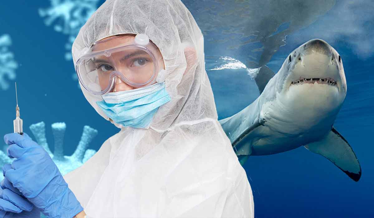 Sharks Vaccine