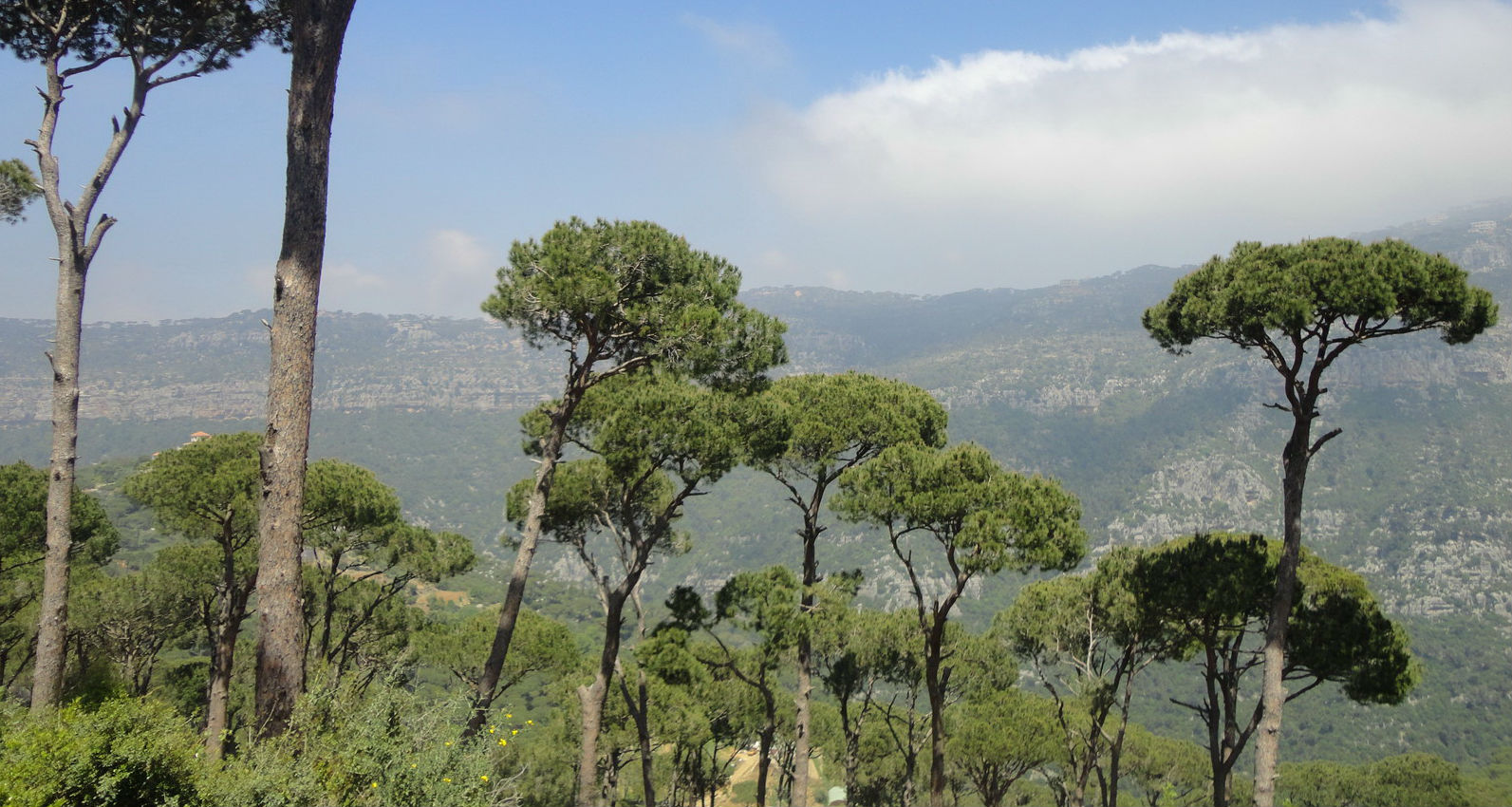 صنوبر لبنان