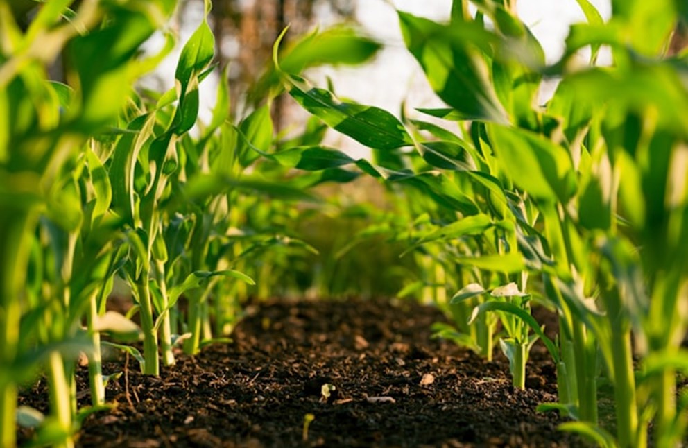 Agriculture